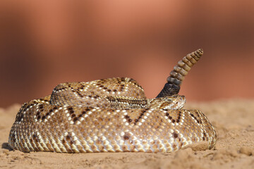 Obraz premium Crotalus in the wild