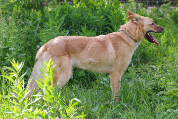 Naklejka na ściany i meble fawn shepherd dog full body summer photo on green grass background