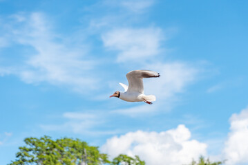 Fototapeta na wymiar Seagull purposefully flies over the trees, widely flapping its wings against the blue sky