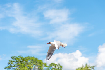 Seagull flies over the trees with its wings wide open against a blue sky