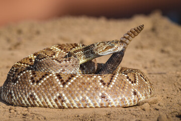 Crotalus in the wild
