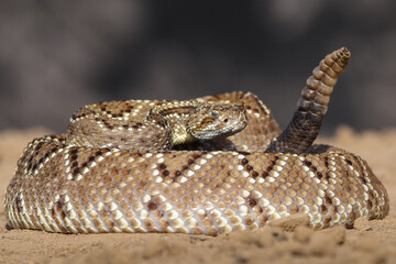 Crotalus in the wild