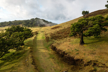 Fanal forest in Madeira highlands