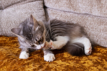 Gray fluffy cat washing its paw closeup