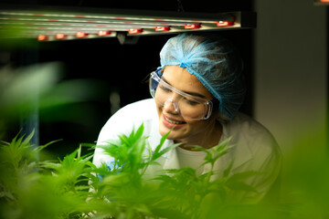 Woman scientist at cannabis farm with a cannabis plant with beautiful leaves grown in a plant....