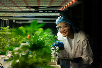 Woman scientist at cannabis farm with a cannabis plant with beautiful leaves grown in a plant....