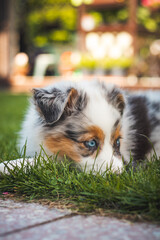 young Australian Shepherd dog rests on the grass in the garden and smiles happily. Blue eyes, brown and black spot around the eyes and otherwise white body gives the female a beautiful and cute look