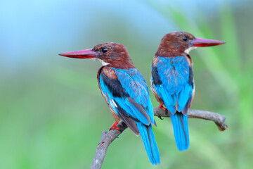 pair of blue wings birds with large red bills perching together on branch with beautiful posing, white-throated kingfisher