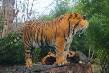 Selective focus. A wild tiger stands on a tree.