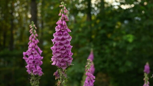 A bunch of foxglove (Digitalis purpurea) standing in the foreground in a forest, British Columbia, Canada