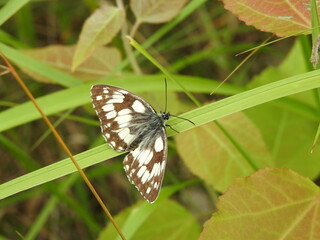butterfly on a green leaf in a forest