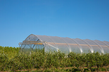 Walk-in greenhouse - polyethylene tunnels - greenhouse on a farm in Germany - sunny day