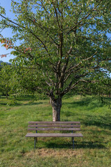 Obraz na płótnie Canvas Wooden bench at a fruit tree along a walkway during the summer season