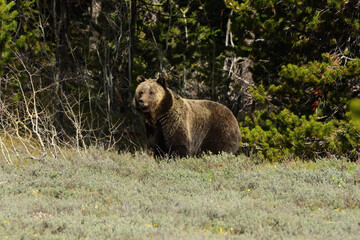 grizzly along the forest edge
