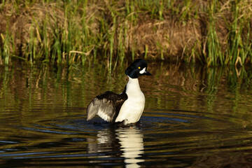 barrow's goldeneye attracting