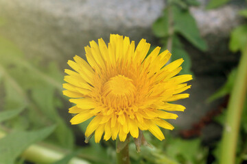 Close-up of a yellow flowering dandelion in the summer in a meadow.