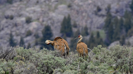 two sand hills preening in the sage brush