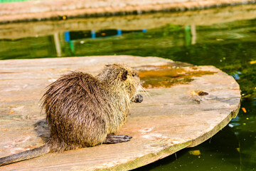 Nutria on the wooden flooring on summer