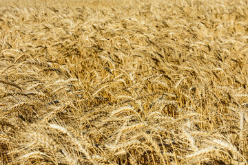 Backdrop of ripe wheat. Agricultural concept