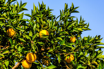 Orange tree with ripe fruits at the orchard