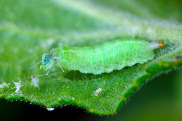 Syrphidae larvae (Hoverfly) with hunted aphid.