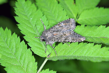 Adult Cabbage Moth (Mamestra brassicae) on the leaf.
