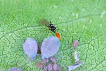 Parasitoid wasp (Aphidius colemanii) ovipositing in Rosy apple aphid (Dysaphis plantaginea) pest of apple trees. - obrazy, fototapety, plakaty