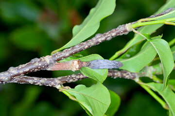 Scale insects (Coccidae) on a magnolia in the garden. They are dangerous pests of various plants....
