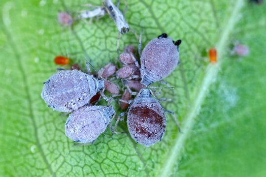 Rosy apple aphid (Dysaphis plantaginea) pest of apple trees.