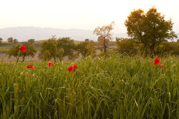 Amapolas (papaver rhoeas) en un paisaje al atardecer