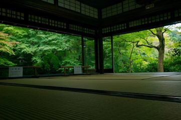 京都 瑠璃光院の和室から眺める美しい緑の庭園