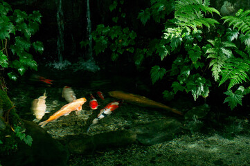 京都 瑠璃光院の美しい新緑と池の鯉