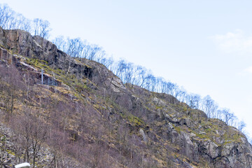 Dwarf birch on the mountain slopes