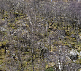 Dwarf birch on the mountain slopes