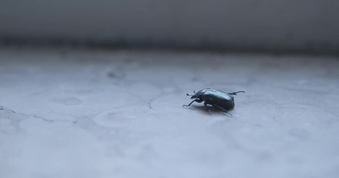 A small green beetle drags itself on cold marble. Beautiful Cotinis Nitida in distress can't move her hind legs. Animals in distress, climatic emergency and respect for nature.