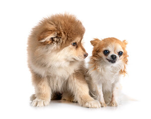 Obraz premium puppy Finnish Lapphund and chihuahua
