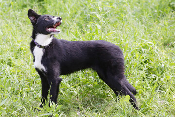 black dog full body photo on green grass background