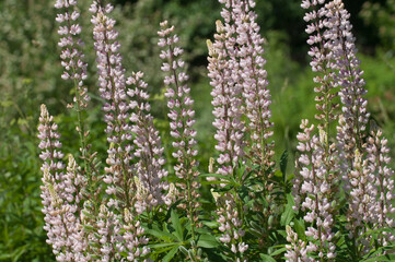 Fototapeta premium Pink lupin flowers, close up shot