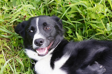 black laika dog closeup photo on green grass background