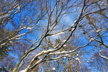 Bare trees branches covered with snow in winter.