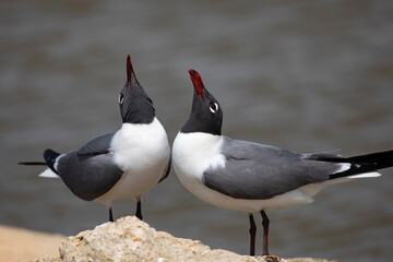Beaks raised in Laughing Gull courtship behavior in closeup with copy space