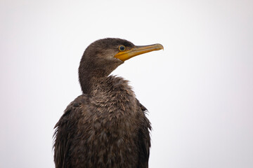 Fototapeta premium Cormorant portrait close up near Freeport, Texas, with clean copy space