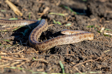 Closeup of Prairie Kingsnake in field. Concept of wildlife conservation, habitat loss and preservation.