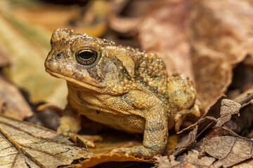 Closeup of Fowler’s toad in forest. Concept of wildlife conservation, habit loss and preservation.