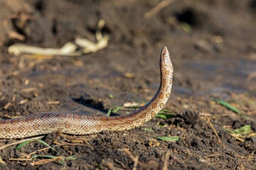 Closeup of Prairie Kingsnake in field. Concept of wildlife conservation, habitat loss and preservation.