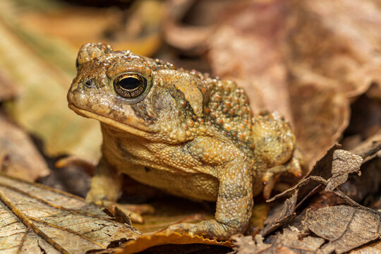 Closeup of Fowler&rsquo;s toad in forest. Concept of wildlife conservation, habit loss and preservation.