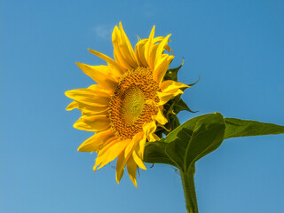 large yellow-orange sunflower flower against the blue sky on a sunny summer day
