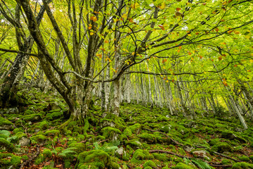 bosque de Bordes, valle de Valier -Riberot-, Parque Natural Regional de los Pirineos de Ariège, cordillera de los Pirineos, Francia