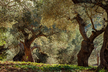 Fototapeta premium olivar de Son Marroig, Mallorca, balearic islands, Spain
