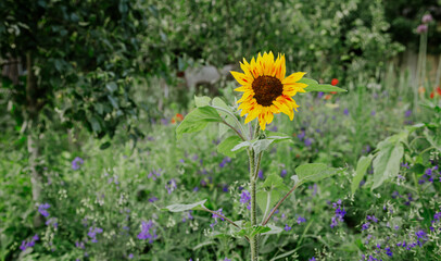 Bright blooming sunflower on a blurred background in the garden.